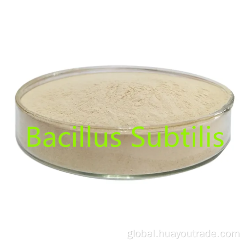Feed Meal For Rabbits Bacillus subtilis soluble water 600CFU/G for feed additive Manufactory